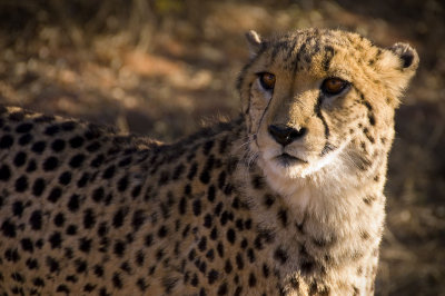 Rescued Cheetah, Okonjima