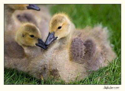 Baby Geese  07-MAY25-001.jpg