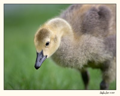Baby Geese  07-MAY25-004.jpg