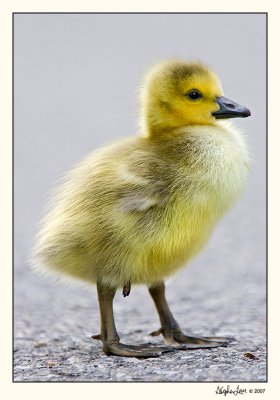 Baby Geese  07-MAY25-056.jpg