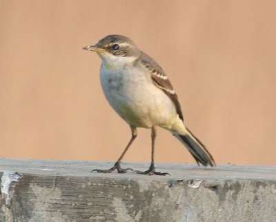 young wagtail