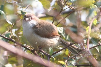 yellow-eyed babbler