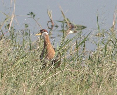 pheasant-tailed jacana