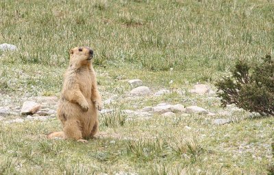 marmot