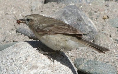 mountain chiffchaff