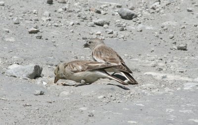 mountain finch