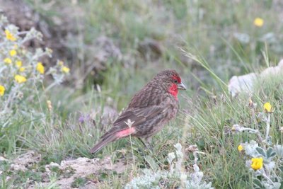 red-fronted rosefinch