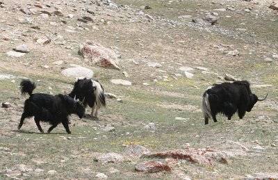 yaks