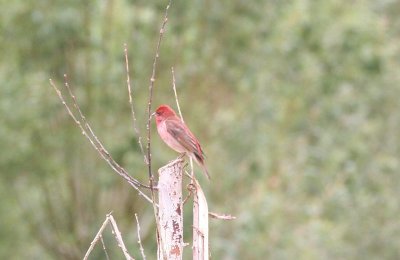 rosefinch