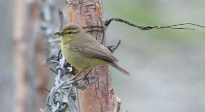 tickle's leaf warbler