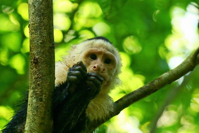 Capuchin monkey, Manuel Antonio national park