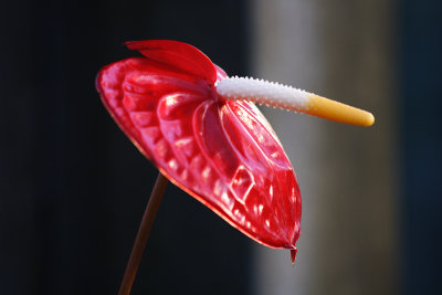 Anthurium and stripes