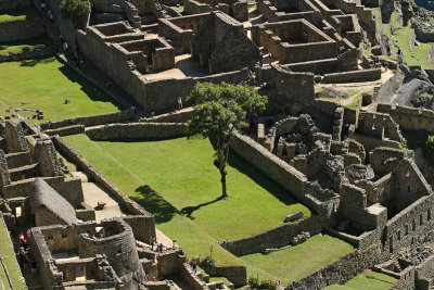 A tree in the middle, Machu Picchu