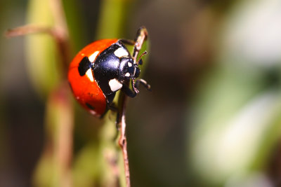 In the garden