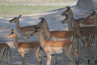 Female impala, also known as fast food.