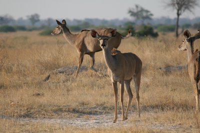 Female kudu.