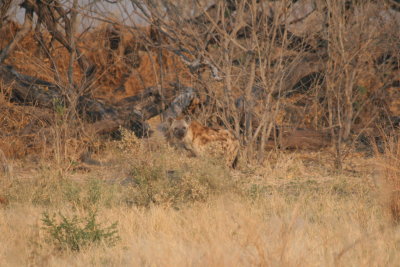 Hyena hoping to scavenge