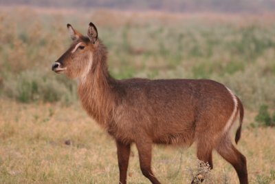 Female Waterbuck