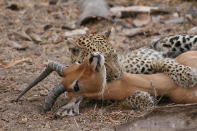 Chitabe Leopard Kill