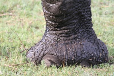 ...and his big muddy feet.