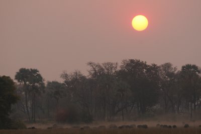 Big herd at sunset.  You can usually see the dust before you see the buffalo.