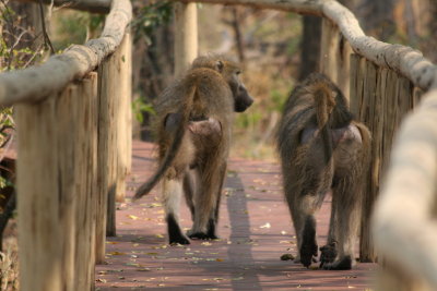 Baboons on the boardwalk in the Chitabe camp.