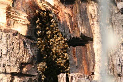 Bees in a tree right outside our tent. Note the lizard on the left.