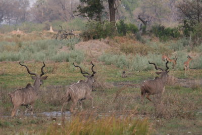 Three big male kudu.