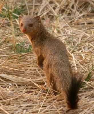 Dwarf mongoose