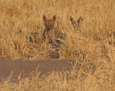 Jackal pups