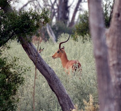 Male impala with just one horn