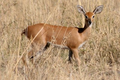 Steenbok.  Small, fast and elusive.