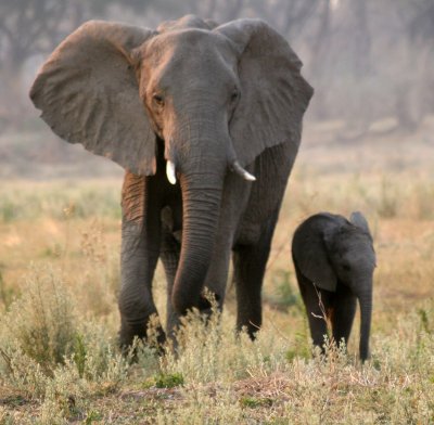 Zib Elephants