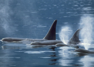 Orcas on the move