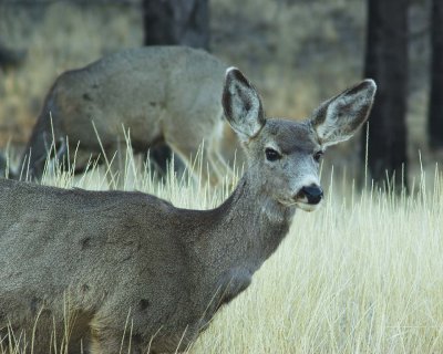 Mule Deer