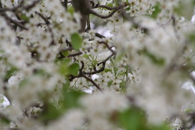 IMG_1253.JPG