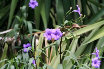 IMG_2231_1.jpg