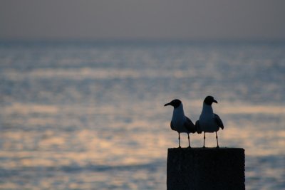 IMG_2318_1.jpg