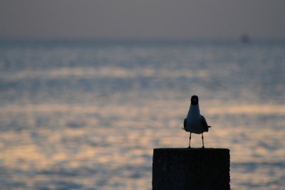 IMG_2319_1.jpg