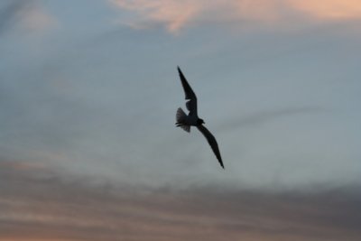 IMG_2321_1.jpg
