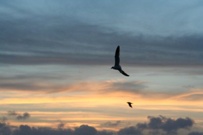 IMG_2323_1.jpg