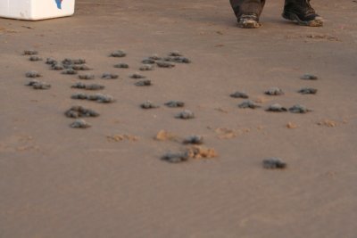 IMG_2378_1.jpg