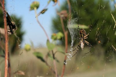 IMG_2981_1.JPG