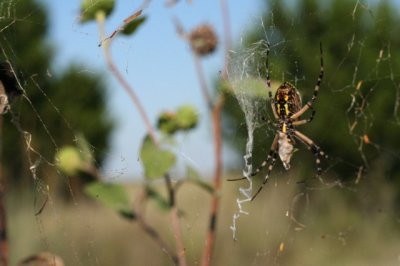 IMG_2982_1.JPG