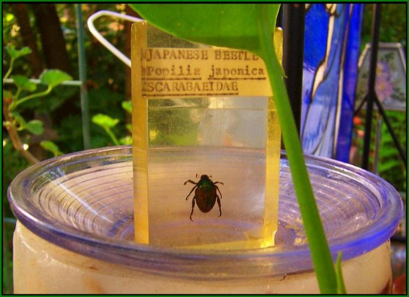 Japanese Beetle 1