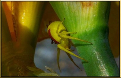 Yellow Iris Spider