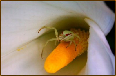 Lily Spider