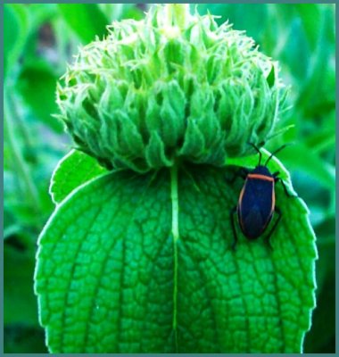 Beetle on Green Leaf
