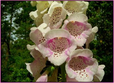 Foxglove
