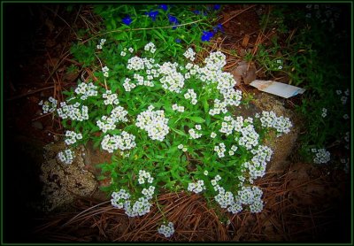 Sweet Alyssum